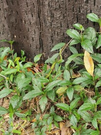 乡间小路