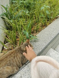 小猫