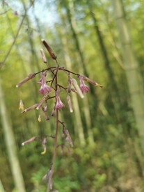 蝇子草