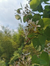 深裂羊蹄甲