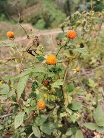 蛇莓 野草莓