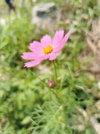 格桑花