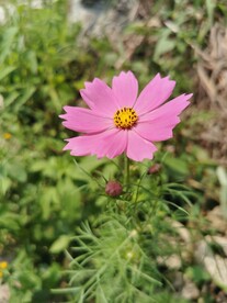 格桑花