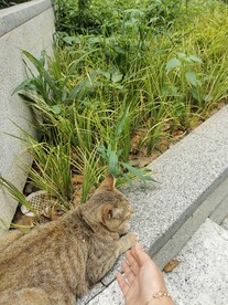 小猫