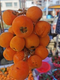 枇杷