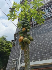 木瓜