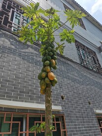 木瓜