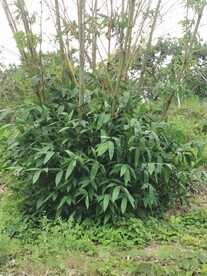 竹林
