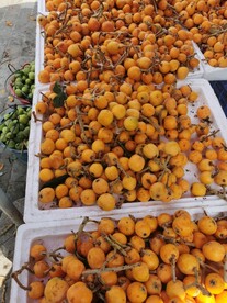枇杷