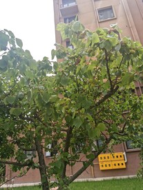 杏树