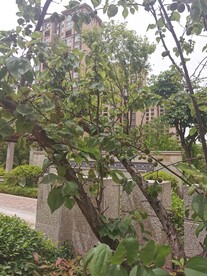 杏树