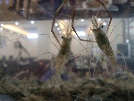 水箱中鲜活的河虾