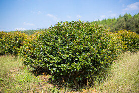 茶梅茶树
