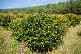 茶梅茶树