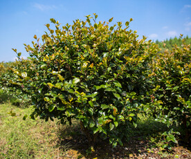 茶梅茶树