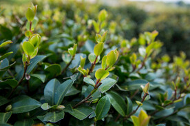 茶梅茶树