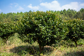 茶梅茶树