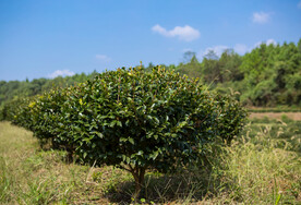 茶梅茶树