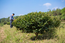茶梅茶树