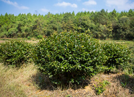 茶梅茶树