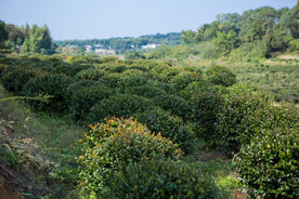 茶梅茶树