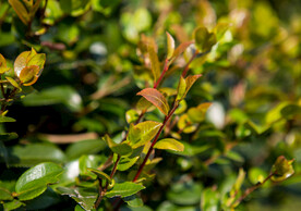 茶梅茶树