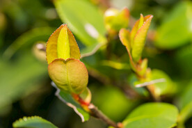 茶梅茶树