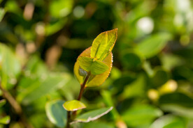 茶梅茶树