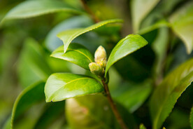 茶梅茶树