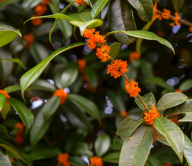 金桂花树
