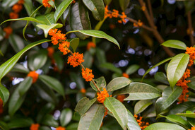 金桂花树