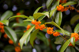金桂花树