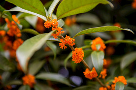 金桂花树