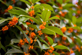 金桂花树
