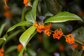 金桂花树