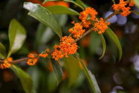金桂花树