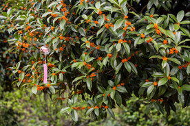 金桂花树