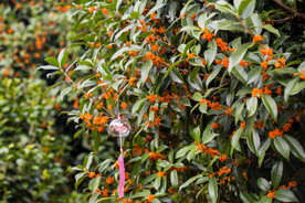 金桂花树
