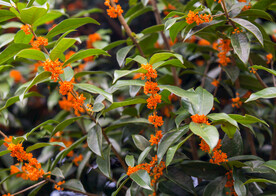 金桂花树