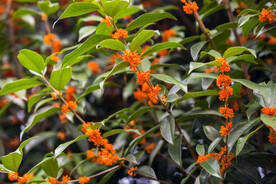 金桂花树
