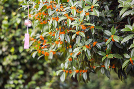 金桂花树
