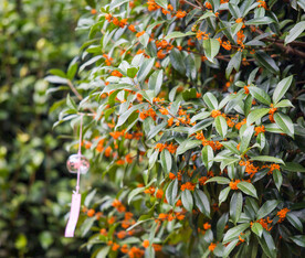 金桂花树