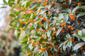 金桂花树