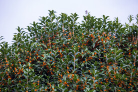 金桂花树