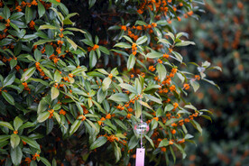 金桂花树