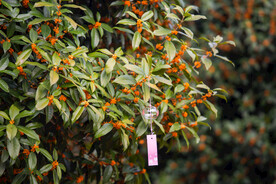 金桂花树