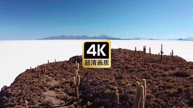 航拍山坡上的巨型仙人掌