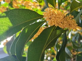 金秋十月桂花飘香