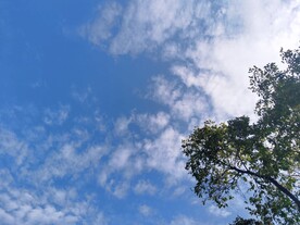 秋日清新蓝天白云和树木