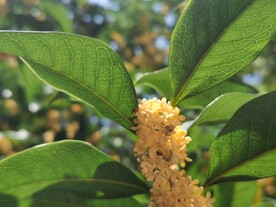 十月桂花飘香繁密花朵